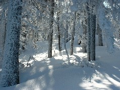 Zieleniec 2003